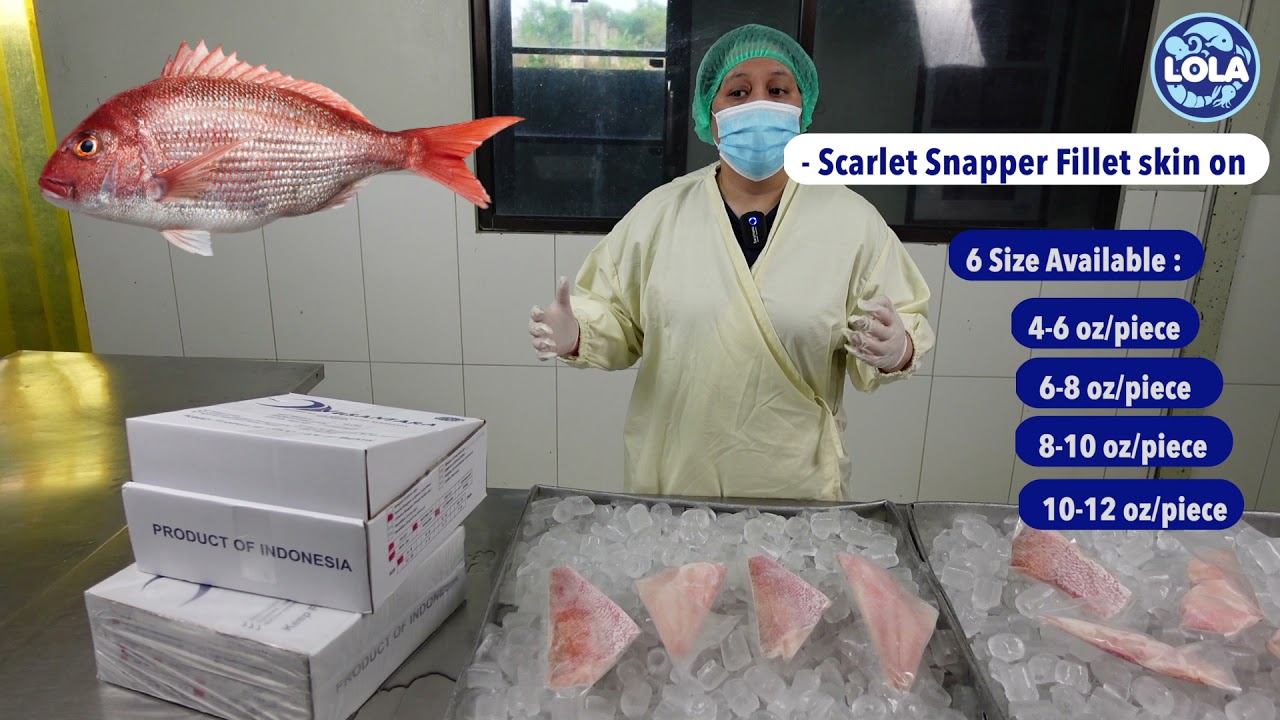 What is a Scarlet snapper look like ? LoLa Seafood